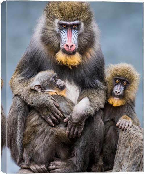 Mandrill Family II Canvas Print by Abeselom Zerit