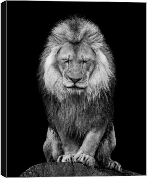 African Lion VI Canvas Print by Abeselom Zerit