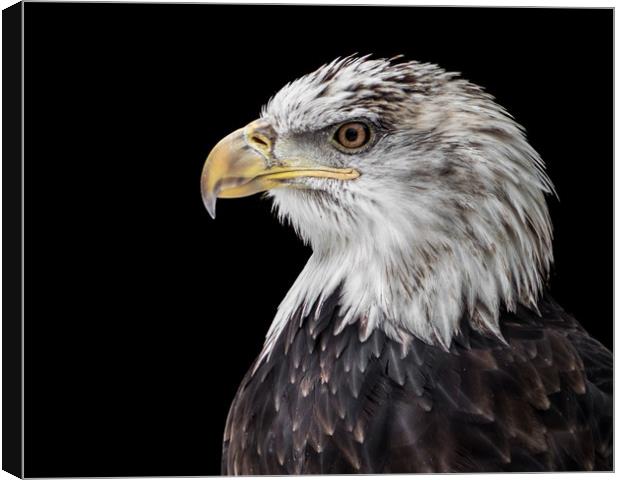 Bald Eagle XX Canvas Print by Abeselom Zerit