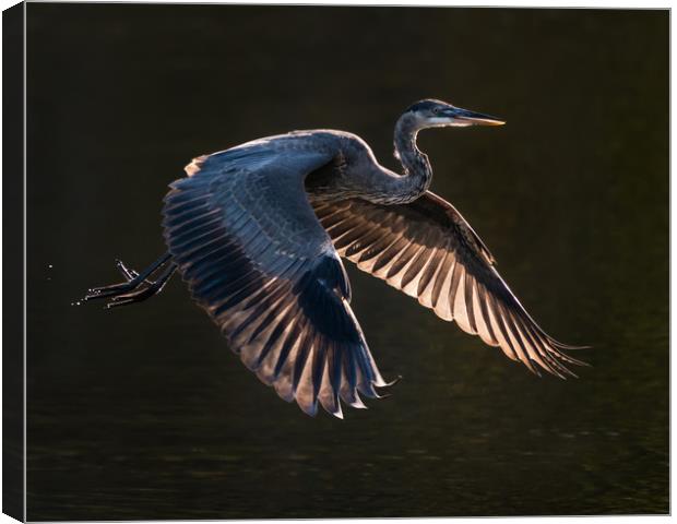Great Blue Heron in Flight VII Canvas Print by Abeselom Zerit