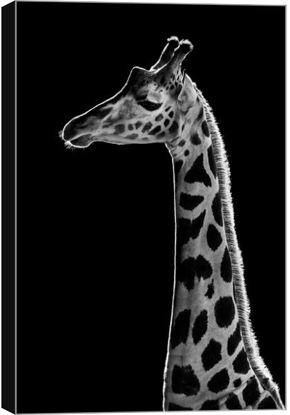Baringo Giraffe Canvas Print by Abeselom Zerit