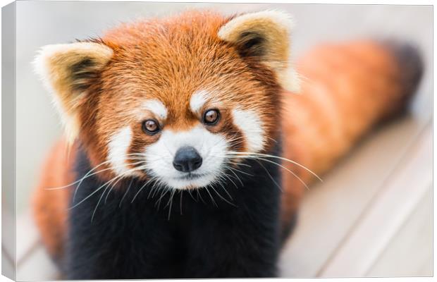 Red Panda Canvas Print by Abeselom Zerit