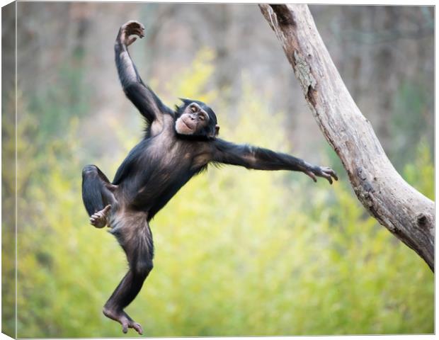 Chimp in Flight Canvas Print by Abeselom Zerit