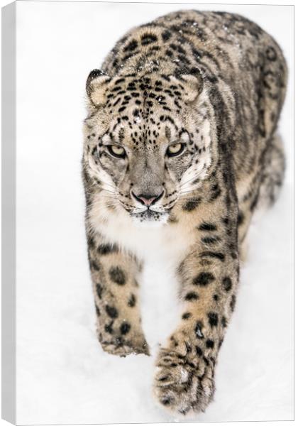 Snow Leopard on the Prowl XIV Canvas Print by Abeselom Zerit