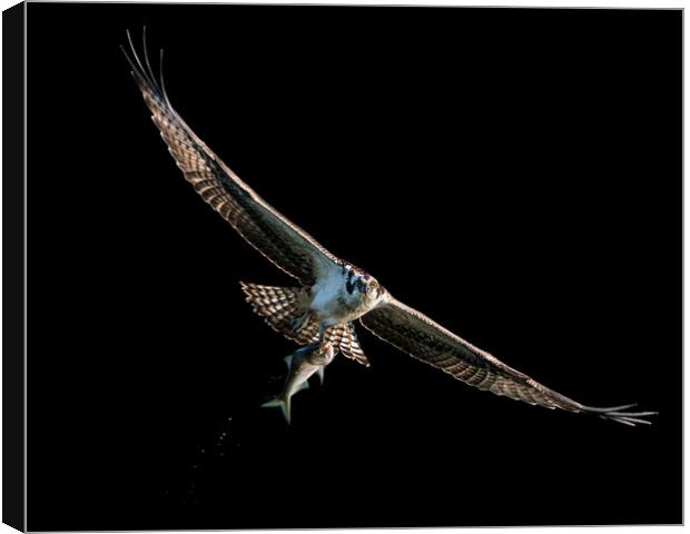 Osprey Catch VIII Canvas Print by Abeselom Zerit