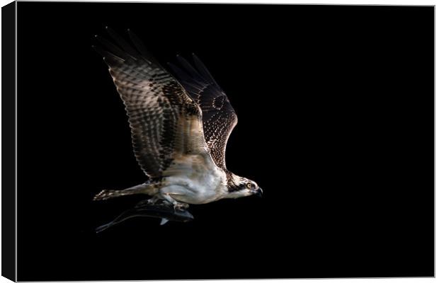 Osprey Catch VII Canvas Print by Abeselom Zerit