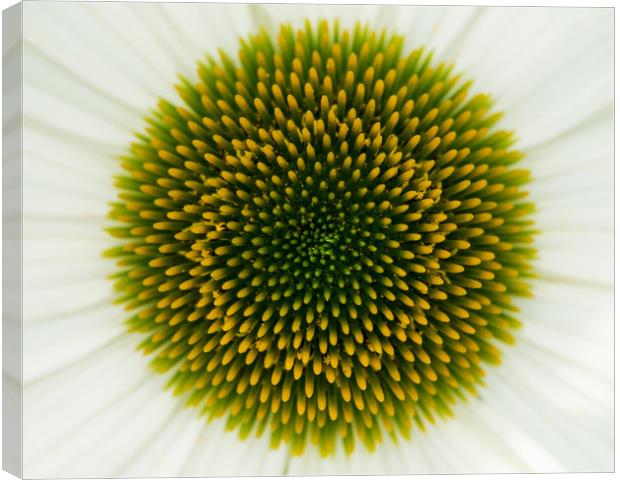 Coneflower Closeup Canvas Print by Abeselom Zerit
