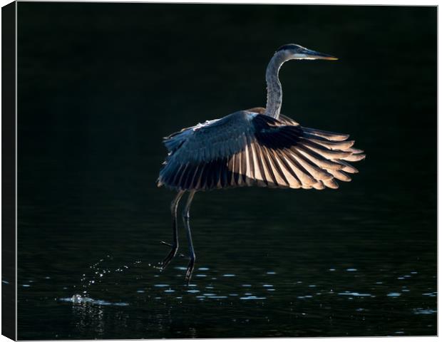 Great Blue Heron in Flight V Canvas Print by Abeselom Zerit