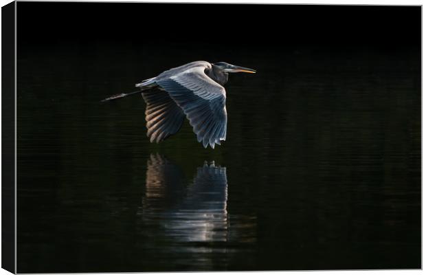 Great Blue Heron in Flight VIII Canvas Print by Abeselom Zerit