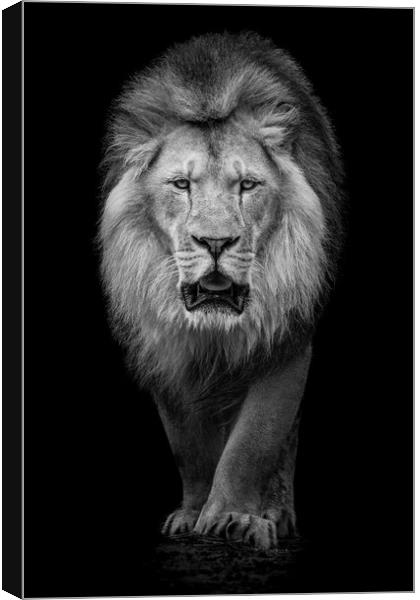 African Lion VII Canvas Print by Abeselom Zerit