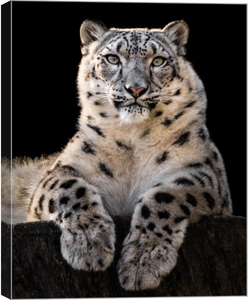 Sunbathing Snow Leopard III Canvas Print by Abeselom Zerit