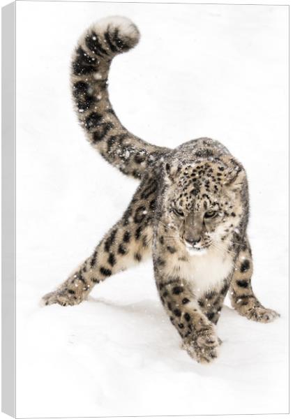 Snow Leopard on the Prowl VIII Canvas Print by Abeselom Zerit