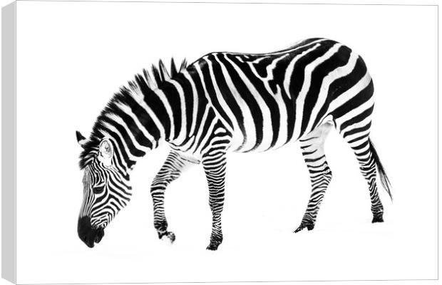 Zebra in Snow V Canvas Print by Abeselom Zerit