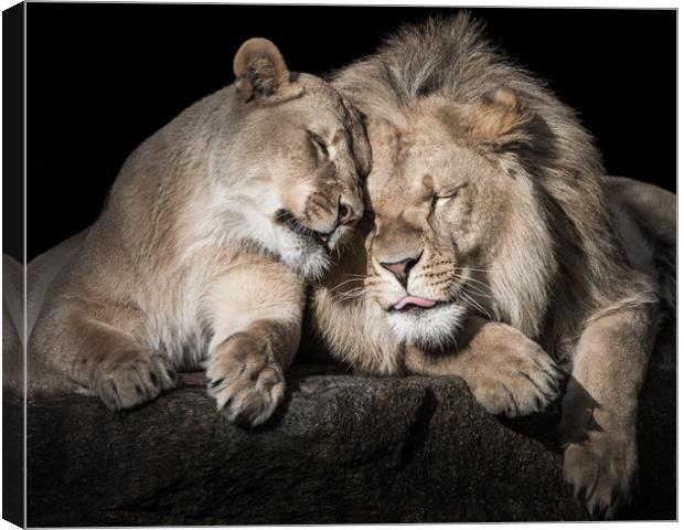 Lion Siblings Canvas Print by Abeselom Zerit
