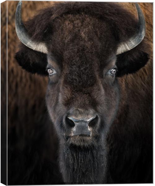American Bison II Canvas Print by Abeselom Zerit