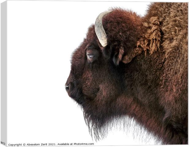 American Bison VIII Canvas Print by Abeselom Zerit