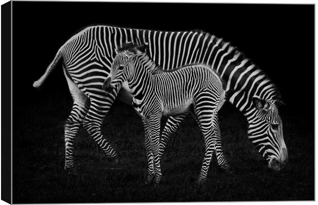 Baby Zebra and Mother Canvas Print by Abeselom Zerit