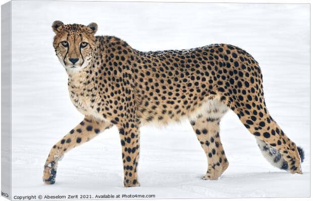 Cheetah in Snow Canvas Print by Abeselom Zerit