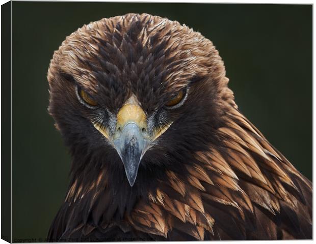 Golden Eagle II Canvas Print by Abeselom Zerit