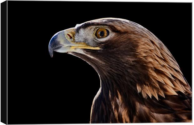 Golden Eagle Canvas Print by Abeselom Zerit