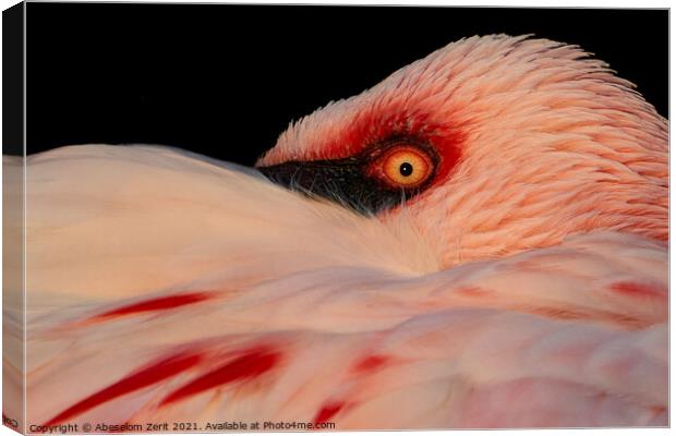 Lesser Flamingo Closeup Canvas Print by Abeselom Zerit