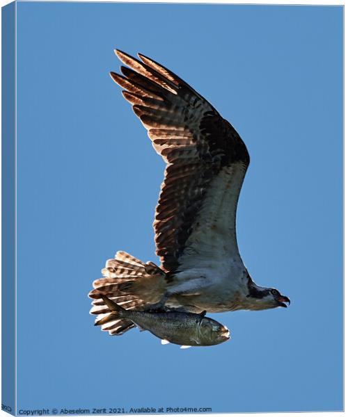 Osprey in Flight With Catch XXIV Canvas Print by Abeselom Zerit