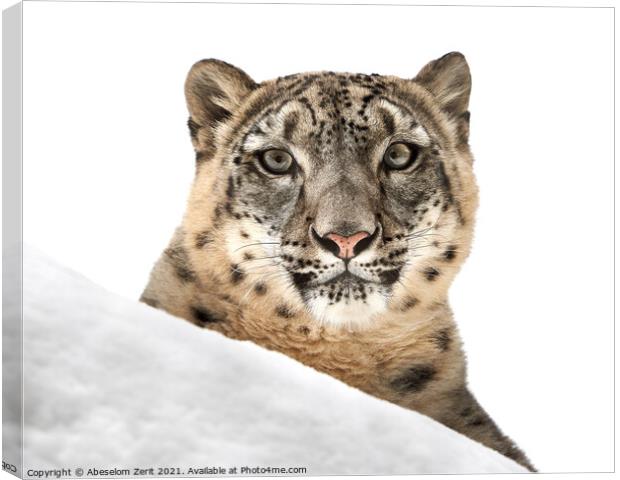 Resting Snow Leopard III Canvas Print by Abeselom Zerit