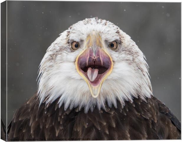 Screeching Bald Eagle III Canvas Print by Abeselom Zerit