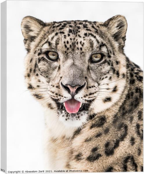 Snow Leopard Closeup II Canvas Print by Abeselom Zerit