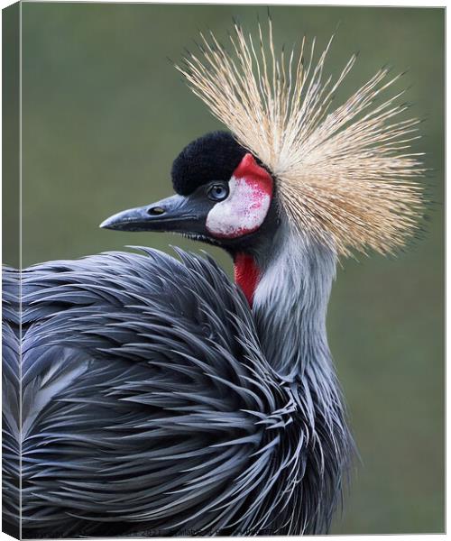 West African Crowned Crane V Canvas Print by Abeselom Zerit