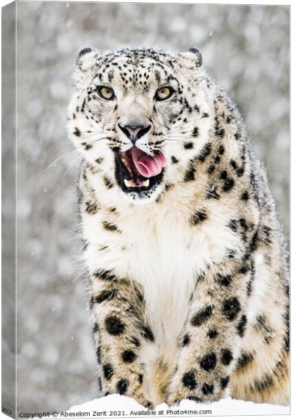 Snow Leopard in Snow Storm VII Canvas Print by Abeselom Zerit