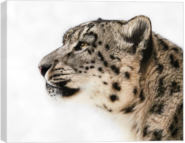 Snow Leopard in Profile II Canvas Print by Abeselom Zerit