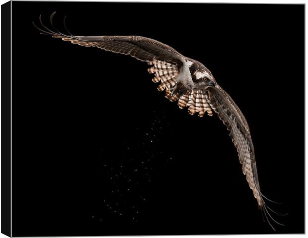 Osprey Flight XVI Canvas Print by Abeselom Zerit