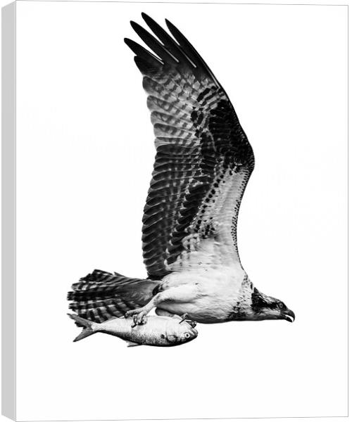 Osprey Catch IX Canvas Print by Abeselom Zerit