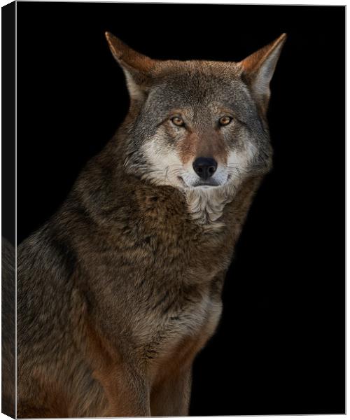 Red Wolf II Canvas Print by Abeselom Zerit