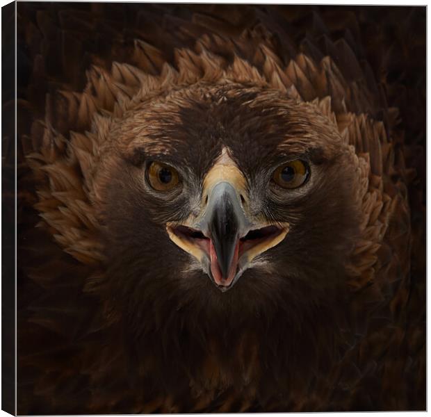 Golden Eagle V Canvas Print by Abeselom Zerit