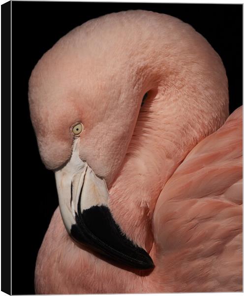 Flamingo Closeup V Canvas Print by Abeselom Zerit
