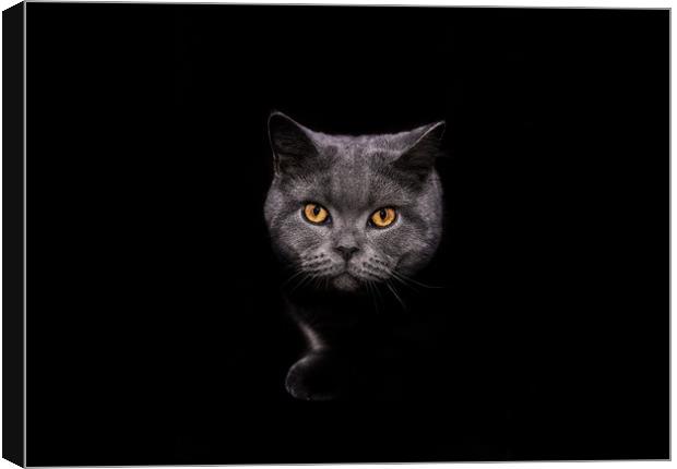  Cat Emerging from Shadows Canvas Print by Kia lydia