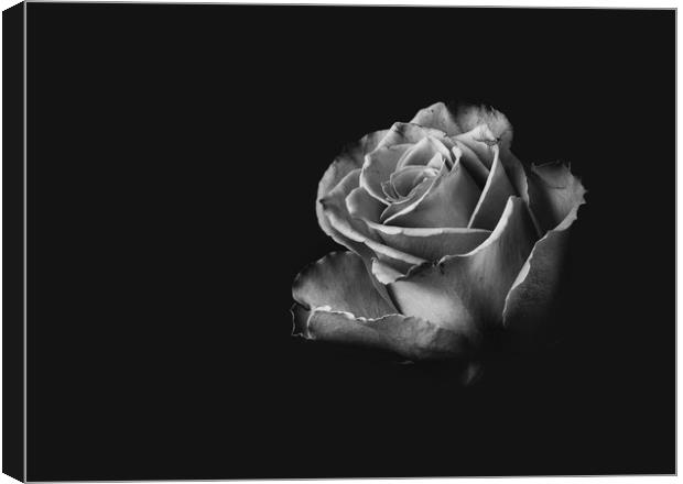 Black and White Rose Canvas Print by Kia lydia