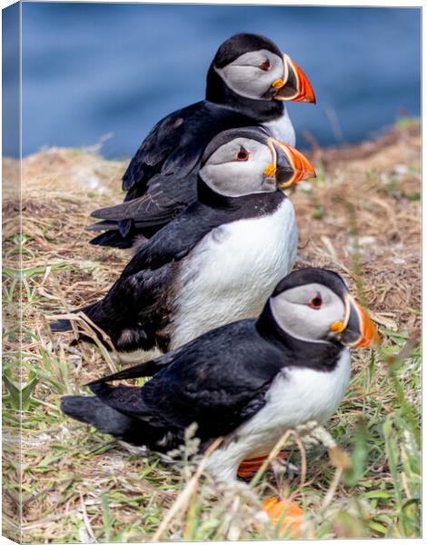 Trio of Puffins Canvas Print by David Jeffery