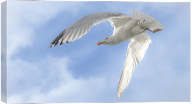 Gull in flight, Isle of Mull Canvas Print by David Jeffery