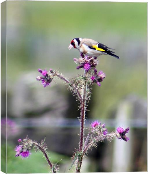 goldfinch and thistle Canvas Print by mark philpott