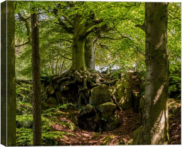 Wood on Riber Hill, Matlock, Derbyshire Canvas Print by Lisa Hands