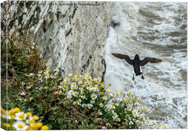 Bempton Cliffs, near Filey - Where to land? Canvas Print by Lisa Hands