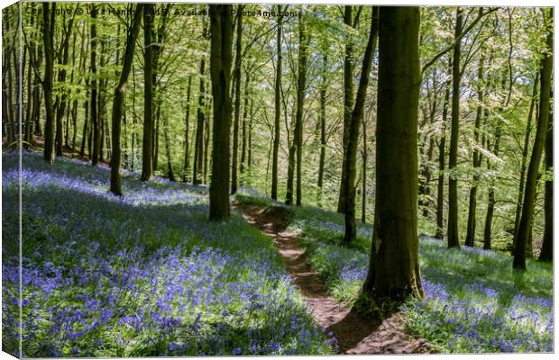 Bluebell Wood, Moss Valley 2 Canvas Print by Lisa Hands