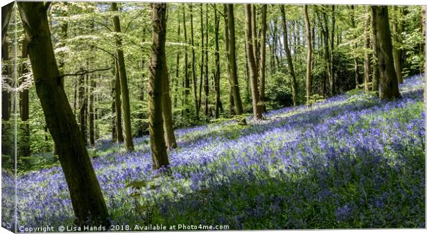Bluebell Wood, Moss Valley 3 Canvas Print by Lisa Hands