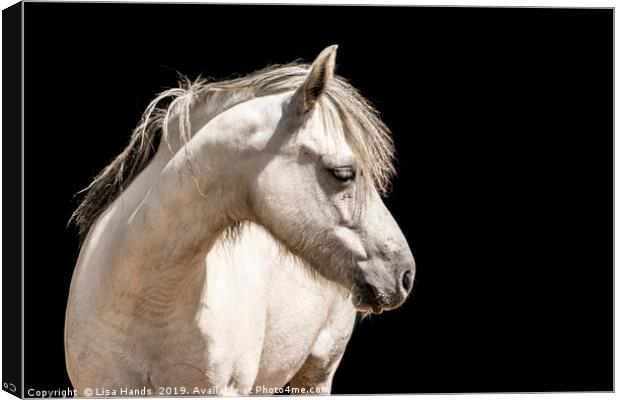 White Pony Canvas Print by Lisa Hands