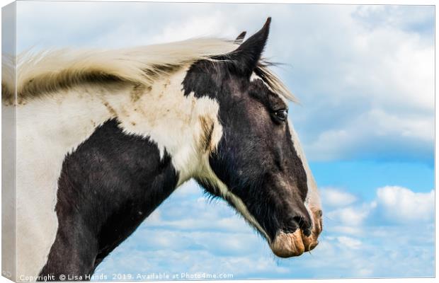 Piebald Horse Canvas Print by Lisa Hands