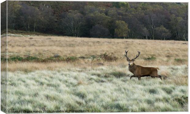 The Red Stag Canvas Print by Lisa Hands