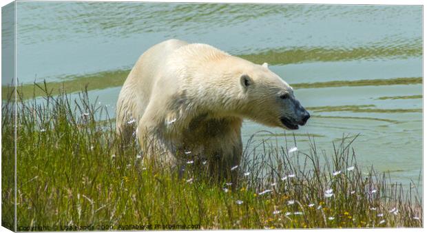 Polar Bear Canvas Print by Lisa Hands